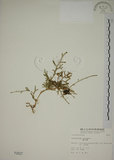 中文名:過山龍(P002027)學名:Lycopodium cernuum L.(P002027)中文別名:伸筋草英文名:Staghorn clubmoss