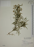 中文名:過山龍(P002144)學名:Lycopodium cernuum L.(P002144)中文別名:伸筋草英文名:Staghorn clubmoss