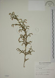 中文名:過山龍(P002549)學名:Lycopodium cernuum L.(P002549)中文別名:伸筋草英文名:Staghorn clubmoss