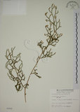 中文名:過山龍(P002550)學名:Lycopodium cernuum L.(P002550)中文別名:伸筋草英文名:Staghorn clubmoss
