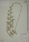 中文名:過山龍(P002706)學名:Lycopodium cernuum L.(P002706)中文別名:伸筋草英文名:Staghorn clubmoss