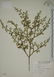 中文名:過山龍(P002707)學名:Lycopodium cernuum L.(P002707)中文別名:伸筋草英文名:Staghorn clubmoss