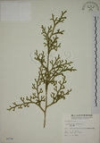 中文名:過山龍(P002708)學名:Lycopodium cernuum L.(P002708)中文別名:伸筋草英文名:Staghorn clubmoss
