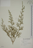中文名:過山龍(P002714)學名:Lycopodium cernuum L.(P002714)中文別名:伸筋草英文名:Staghorn clubmoss