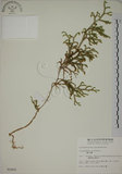 中文名:過山龍(P002905)學名:Lycopodium cernuum L.(P002905)中文別名:伸筋草英文名:Staghorn clubmoss
