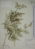 中文名:過山龍(P002906)學名:Lycopodium cernuum L.(P002906)中文別名:伸筋草英文名:Staghorn clubmoss