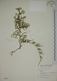 中文名:過山龍(P002907)學名:Lycopodium cernuum L.(P002907)中文別名:伸筋草英文名:Staghorn clubmoss