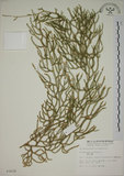 中文名:過山龍(P003039)學名:Lycopodium cernuum L.(P003039)中文別名:伸筋草英文名:Staghorn clubmoss