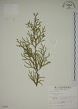 中文名:過山龍(P003053)學名:Lycopodium cernuum L.(P003053)中文別名:伸筋草英文名:Staghorn clubmoss