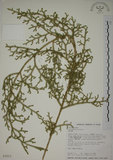 中文名:過山龍(P003211)學名:Lycopodium cernuum L.(P003211)中文別名:伸筋草英文名:Staghorn clubmoss