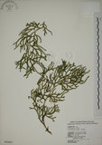 中文名:過山龍(P004084)學名:Lycopodium cernuum L.(P004084)中文別名:伸筋草英文名:Staghorn clubmoss