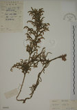 中文名:過山龍(P004092)學名:Lycopodium cernuum L.(P004092)中文別名:伸筋草英文名:Staghorn clubmoss