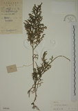 中文名:過山龍(P004186)學名:Lycopodium cernuum L.(P004186)中文別名:伸筋草英文名:Staghorn clubmoss