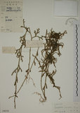 中文名:過山龍(P004232)學名:Lycopodium cernuum L.(P004232)中文別名:伸筋草英文名:Staghorn clubmoss
