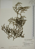 中文名:過山龍(P004315)學名:Lycopodium cernuum L.(P004315)中文別名:伸筋草英文名:Staghorn clubmoss
