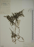 中文名:過山龍(P004387)學名:Lycopodium cernuum L.(P004387)中文別名:伸筋草英文名:Staghorn clubmoss