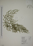 中文名:過山龍(P004501)學名:Lycopodium cernuum L.(P004501)中文別名:伸筋草英文名:Staghorn clubmoss