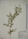 中文名:過山龍(P005306)學名:Lycopodium cernuum L.(P005306)中文別名:伸筋草英文名:Staghorn clubmoss