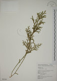 中文名:過山龍(P005309)學名:Lycopodium cernuum L.(P005309)中文別名:伸筋草英文名:Staghorn clubmoss