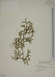 中文名:過山龍(P005606)學名:Lycopodium cernuum L.(P005606)中文別名:伸筋草英文名:Staghorn clubmoss