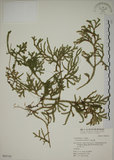 中文名:過山龍(P005743)學名:Lycopodium cernuum L.(P005743)中文別名:伸筋草英文名:Staghorn clubmoss