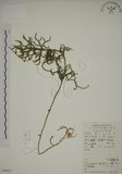 中文名:過山龍(P006011)學名:Lycopodium cernuum L.(P006011)中文別名:伸筋草英文名:Staghorn clubmoss