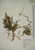 中文名:過山龍(P006117)學名:Lycopodium cernuum L.(P006117)中文別名:伸筋草英文名:Staghorn clubmoss