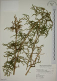 中文名:過山龍(P007878)學名:Lycopodium cernuum L.(P007878)中文別名:伸筋草英文名:Staghorn clubmoss
