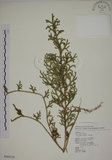 中文名:過山龍(P008129)學名:Lycopodium cernuum L.(P008129)中文別名:伸筋草英文名:Staghorn clubmoss
