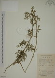 中文名:過山龍(P008299)學名:Lycopodium cernuum L.(P008299)中文別名:伸筋草英文名:Staghorn clubmoss