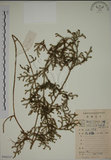 中文名:過山龍(P008337)學名:Lycopodium cernuum L.(P008337)中文別名:伸筋草英文名:Staghorn clubmoss