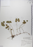 中文名:田字草(P005799)學名:Marsilea minuta L.(P005799)英文名:Crenate marsilea