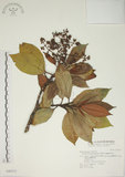 中文名:大野牡丹(S046713)學名:Astronia formosana Kanehira(S046713)中文別名:銹葉野牡丹