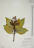中文名:大野牡丹(S074984)學名:Astronia formosana Kanehira(S074984)中文別名:銹葉野牡丹