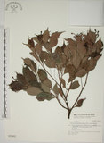 中文名:賽赤楠(S028402)學名:Acmena acuminatissima (Blume) Merr. & Perry(S028402)