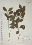 中文名:賽赤楠(S042759)學名:Acmena acuminatissima (Blume) Merr. & Perry(S042759)