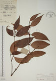 中文名:賽赤楠(S045589)學名:Acmena acuminatissima (Blume) Merr. & Perry(S045589)