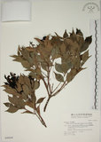 中文名:賽赤楠(S046844)學名:Acmena acuminatissima (Blume) Merr. & Perry(S046844)