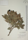 中文名:賽赤楠(S046845)學名:Acmena acuminatissima (Blume) Merr. & Perry(S046845)