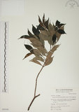 中文名:賽赤楠(S050160)學名:Acmena acuminatissima (Blume) Merr. & Perry(S050160)