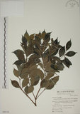 中文名:賽赤楠(S050176)學名:Acmena acuminatissima (Blume) Merr. & Perry(S050176)
