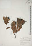 中文名:賽赤楠(S062960)學名:Acmena acuminatissima (Blume) Merr. & Perry(S062960)
