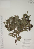 中文名:賽赤楠(S063077)學名:Acmena acuminatissima (Blume) Merr. & Perry(S063077)