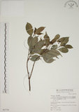 中文名:賽赤楠(S067739)學名:Acmena acuminatissima (Blume) Merr. & Perry(S067739)
