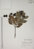 中文名:賽赤楠(S067928)學名:Acmena acuminatissima (Blume) Merr. & Perry(S067928)