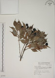 中文名:賽赤楠(S067929)學名:Acmena acuminatissima (Blume) Merr. & Perry(S067929)