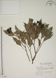 中文名:賽赤楠(S067949)學名:Acmena acuminatissima (Blume) Merr. & Perry(S067949)