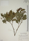 中文名:賽赤楠(S068741)學名:Acmena acuminatissima (Blume) Merr. & Perry(S068741)
