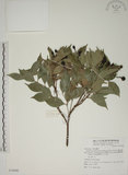 中文名:賽赤楠(S074946)學名:Acmena acuminatissima (Blume) Merr. & Perry(S074946)