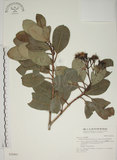 中文名:密脈赤楠(S028403)學名:Syzygium densinervium Merr. var. insulare Chang(S028403)英文名:Dense Nerve Eugenia